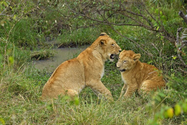 Lion cubs-min