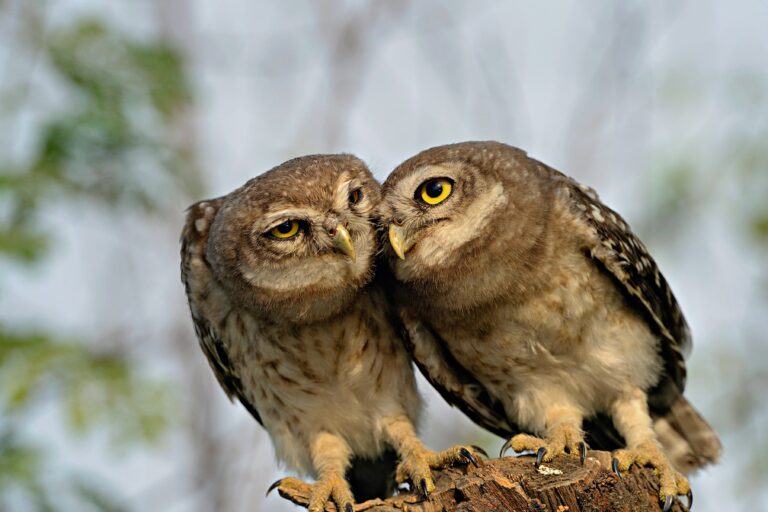 Spotted Owlet (Athene brama)-min